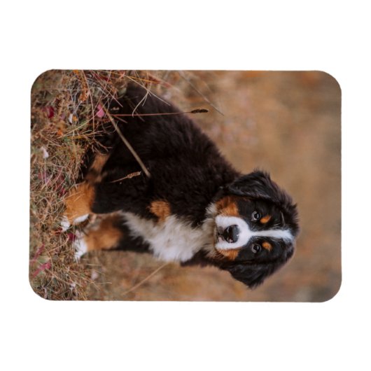 Kutest Baby Animals | Bernese Mountain Dog Magneet (Horizontaal)