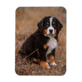 Kutest Baby Animals | Bernese Mountain Dog Magneet (Verticaal)