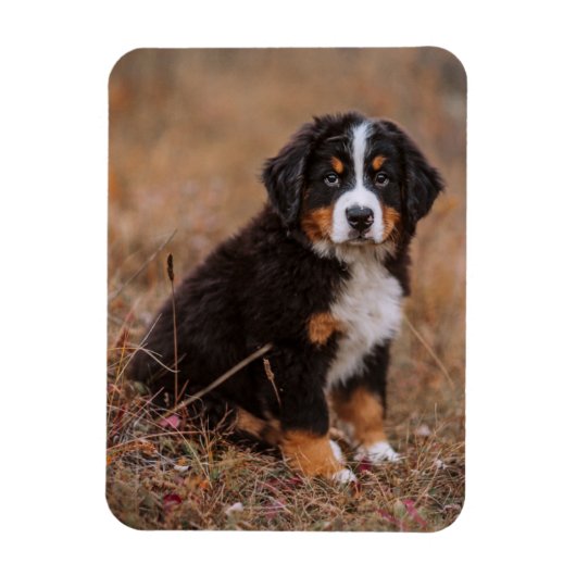Kutest Baby Animals | Bernese Mountain Dog Magneet (Verticaal)