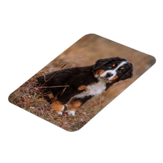 Kutest Baby Animals | Bernese Mountain Dog Magneet (Linkerzijde)