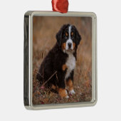 Kutest Baby Animals | Bernese Mountain Dog Metalen Ornament (Rechts)