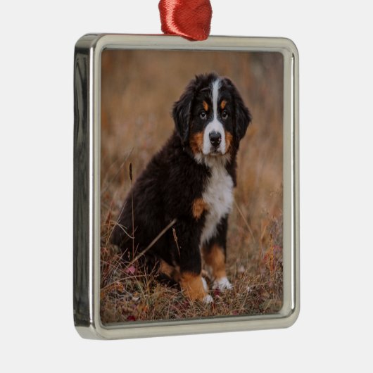 Kutest Baby Animals | Bernese Mountain Dog Metalen Ornament (Rechts)