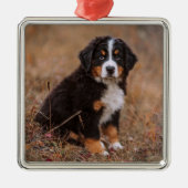 Kutest Baby Animals | Bernese Mountain Dog Metalen Ornament (Voorkant)