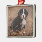 Kutest Baby Animals | Bernese Mountain Dog Metalen Ornament (Links)