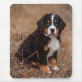 Kutest Baby Animals | Bernese Mountain Dog Muismat (Voorkant)