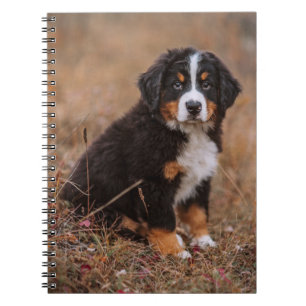 Kutest Baby Animals   Bernese Mountain Dog Notitieboek