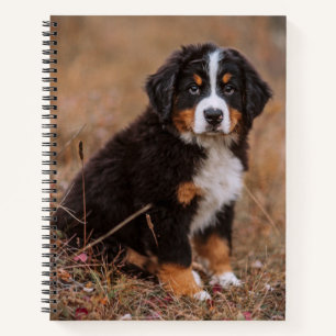 Kutest Baby Animals   Bernese Mountain Dog Notitieboek