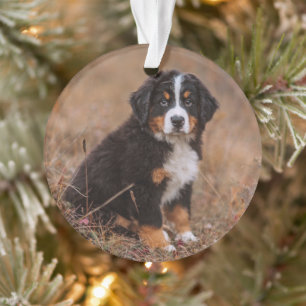 Kutest Baby Animals Bernese Mountain Dog Ornament