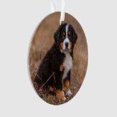 Kutest Baby Animals | Bernese Mountain Dog Ornament (voorkant)