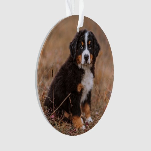 Kutest Baby Animals | Bernese Mountain Dog Ornament (voorkant)