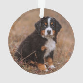 Kutest Baby Animals | Bernese Mountain Dog Ornament (achterkant)
