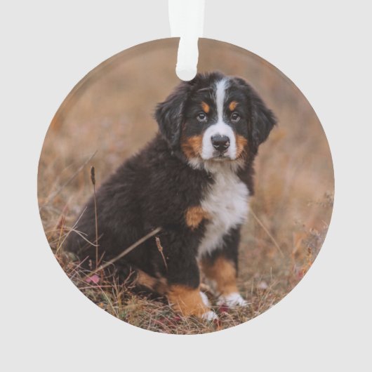 Kutest Baby Animals | Bernese Mountain Dog Ornament (achterkant)