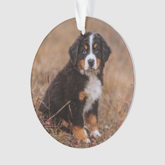 Kutest Baby Animals | Bernese Mountain Dog Ornament (voorkant)