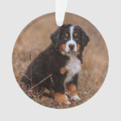 Kutest Baby Animals | Bernese Mountain Dog Ornament (voorkant)