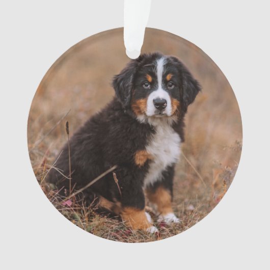 Kutest Baby Animals | Bernese Mountain Dog Ornament (voorkant)