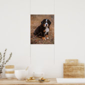 Kutest Baby Animals | Bernese Mountain Dog Poster (Keuken)