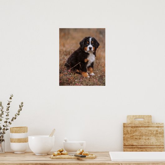 Kutest Baby Animals | Bernese Mountain Dog Poster (Keuken)