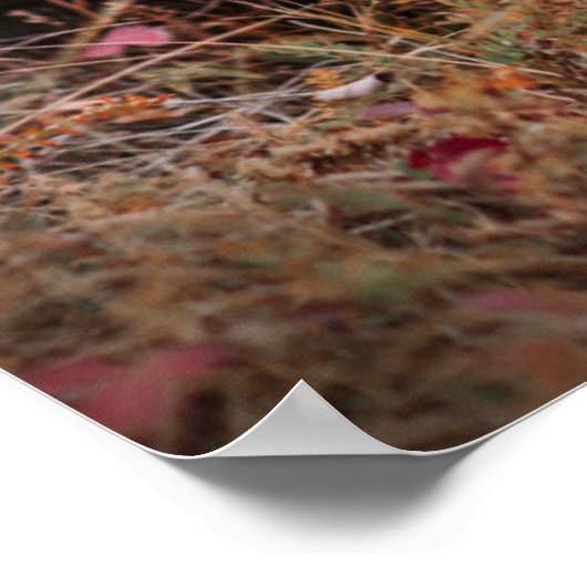 Kutest Baby Animals | Bernese Mountain Dog Poster (Hoek)