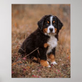 Kutest Baby Animals | Bernese Mountain Dog Poster (Voorkant)