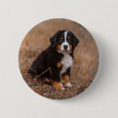 Kutest Baby Animals | Bernese Mountain Dog Ronde Button 5,7 Cm (Voorkant)