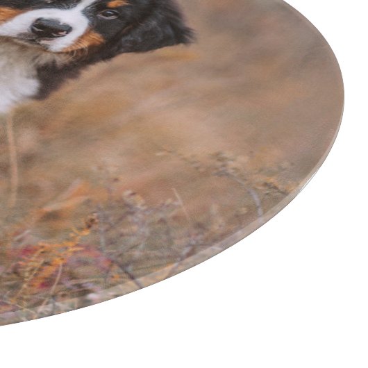 Kutest Baby Animals | Bernese Mountain Dog Snijplank (Hoek)