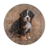 Kutest Baby Animals | Bernese Mountain Dog Snijplank (Voorkant)