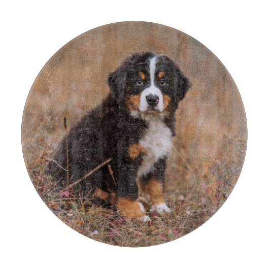 Kutest Baby Animals | Bernese Mountain Dog Snijplank (Voorkant)