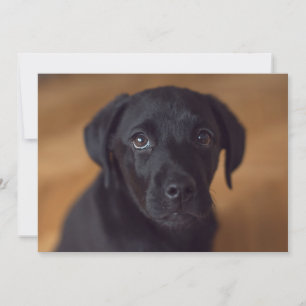 Kutest Baby Animals   Black Labrador Puppy Bedankkaart