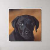 Kutest Baby Animals | Black Labrador Puppy Canvas Afdruk (Voorkant)