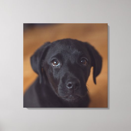 Kutest Baby Animals | Black Labrador Puppy Canvas Afdruk (Voorkant)