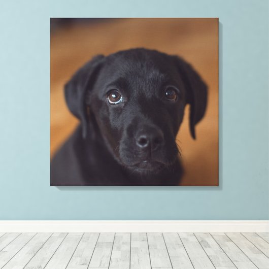 Kutest Baby Animals | Black Labrador Puppy Canvas Afdruk (Insitu (Houten vloer))