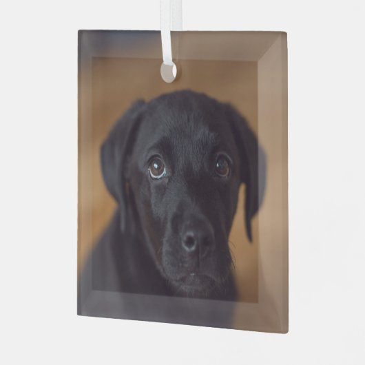 Kutest Baby Animals | Black Labrador Puppy Glas Ornament (Voorkant links)