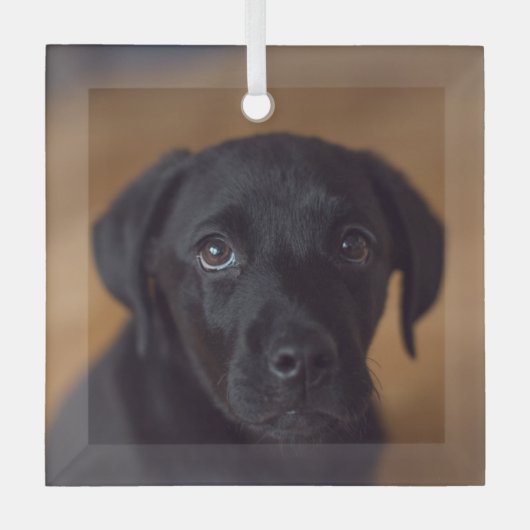 Kutest Baby Animals | Black Labrador Puppy Glas Ornament (Voorkant)