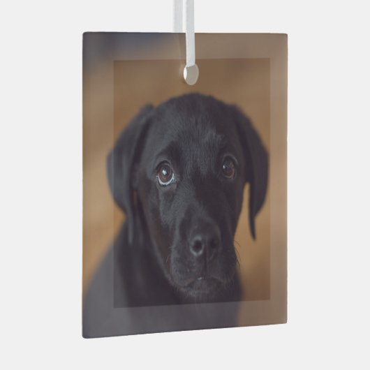 Kutest Baby Animals | Black Labrador Puppy Glas Ornament (Voorkant Rechts)
