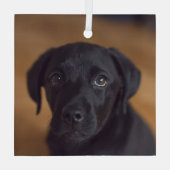 Kutest Baby Animals | Black Labrador Puppy Glas Ornament (Achterkant)