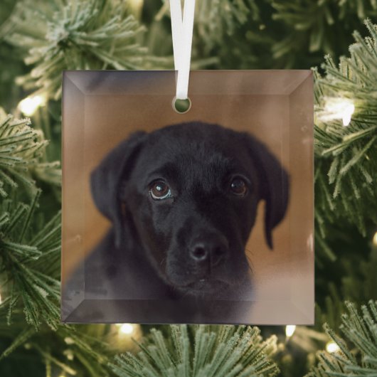 Kutest Baby Animals | Black Labrador Puppy Glas Ornament (Insitu)
