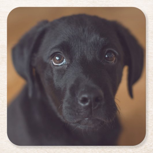 Kutest Baby Animals | Black Labrador Puppy Kartonnen Onderzetters (Voorkant)