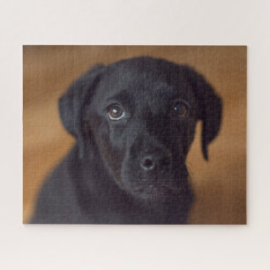 Kutest Baby Animals   Black Labrador Puppy Legpuzzel