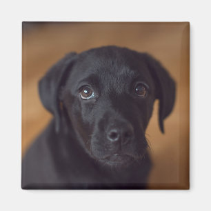 Kutest Baby Animals Black Labrador Puppy Magneet