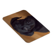 Kutest Baby Animals | Black Labrador Puppy Magneet (Rechterzijde)