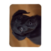Kutest Baby Animals | Black Labrador Puppy Magneet (Verticaal)