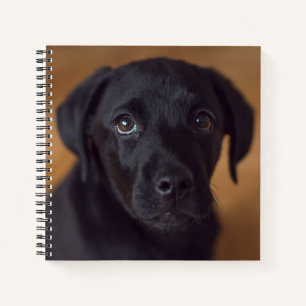 Kutest Baby Animals Black Labrador Puppy Notitieboek