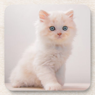 Kutest Baby Animals Blue Eye Kitten Bier Onderzetter
