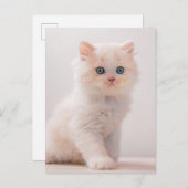 Kutest Baby Animals | Blue Eye Kitten Briefkaart (Voorkant / Achterkant)
