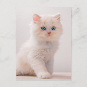Kutest Baby Animals   Blue Eye Kitten Briefkaart