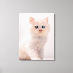 Kutest Baby Animals   Blue Eye Kitten Canvas Afdruk