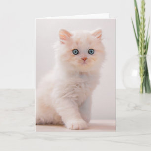 Kutest Baby Animals Blue Eye Kitten Kaart