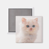 Kutest Baby Animals | Blue Eye Kitten Magneet (Voorkant / Achterkant)