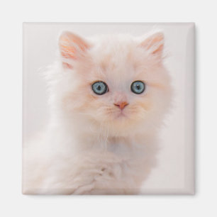 Kutest Baby Animals   Blue Eye Kitten Magneet