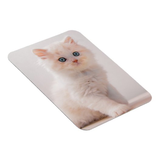 Kutest Baby Animals | Blue Eye Kitten Magneet (Rechterzijde)
